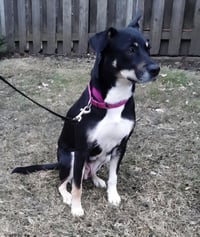 ZURI - Photo 10