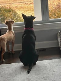 ZURI - Photo 2