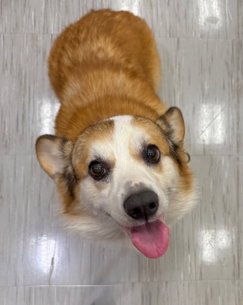 ROMEO - Corgi available for adoption