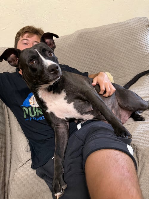 QUEENIE - American Staffordshire Terrier available for adoption