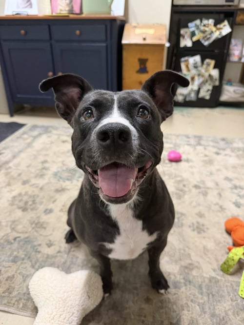 QUEENIE - American Staffordshire Terrier available for adoption