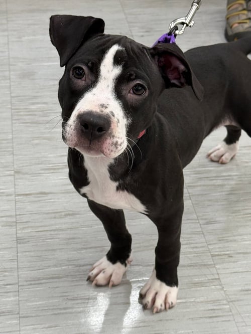 QUAY - American Staffordshire Terrier / Pit Bull Terrier available for adoption