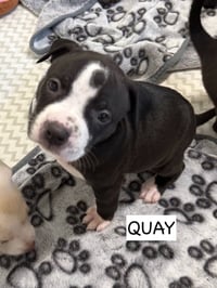 Quay - Photo 5