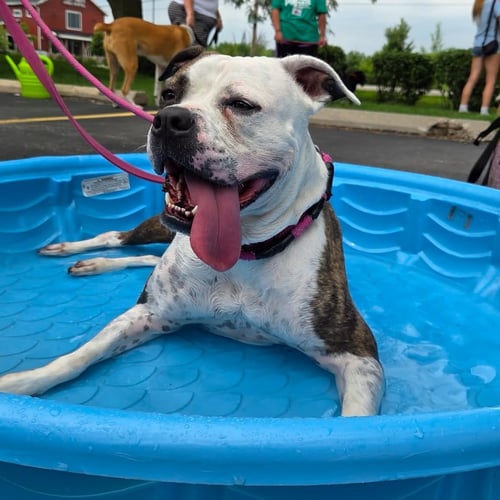 DALILAH - Boxer / Pit Bull Terrier available for adoption