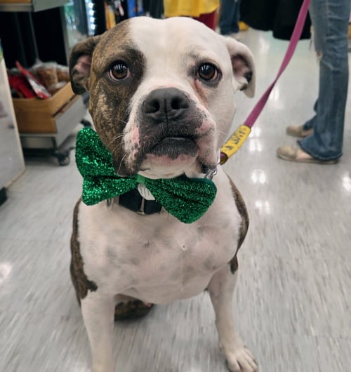 DALILAH - Boxer / Pit Bull Terrier available for adoption