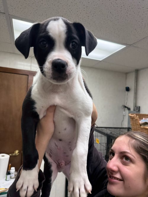 LARRY - Boxer / American Pit Bull Terrier available for adoption