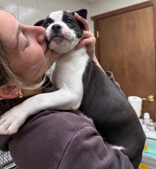 LARRY - Boxer / American Pit Bull Terrier available for adoption