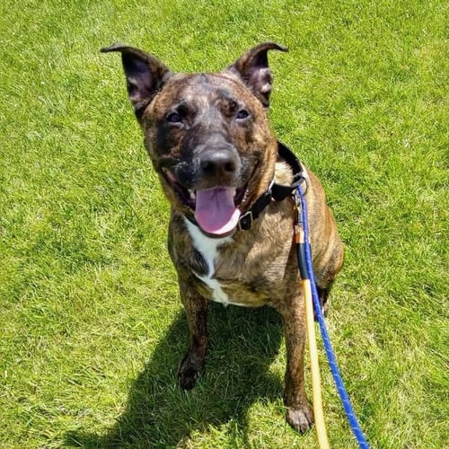 BLUE - German Shepherd Dog / American Pit Bull Terrier available for adoption