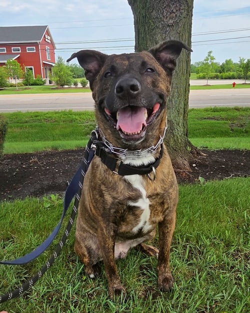 BLUE - German Shepherd Dog / American Pit Bull Terrier available for adoption