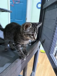 CAT - Taffy - Photo 3