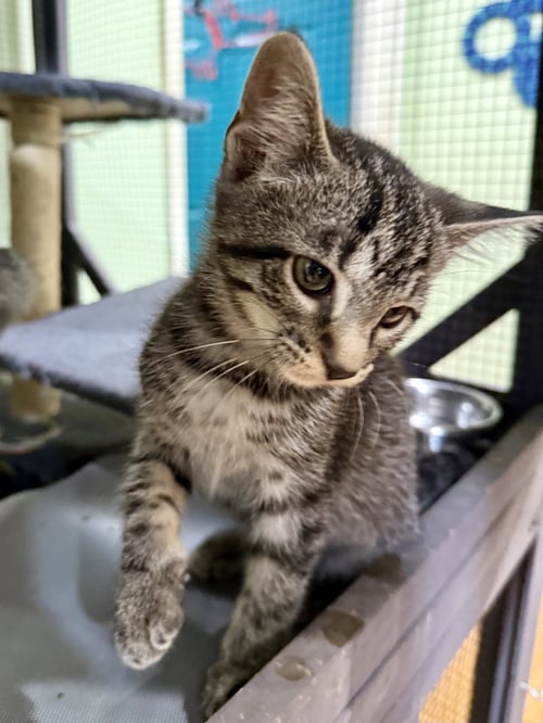 CAT - TAFFY - Domestic Short Hair / Tabby available for adoption