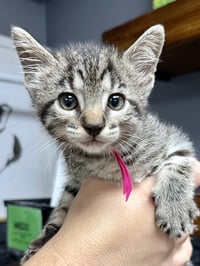 CAT - Taffy - Photo 4