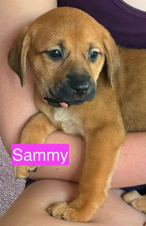 Sammy Image