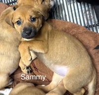 Sammy - Photo 2