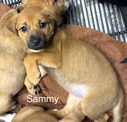 SAMMY - Hound available for adoption