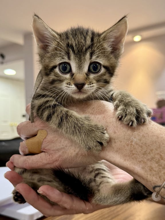 CAT - Fabio Image