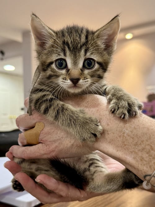 CAT - FABIO - Domestic Short Hair / Tabby for adoption in Elgin