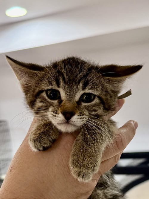 CAT - FABIO - Domestic Short Hair / Tabby available for adoption