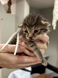 CAT - Fabio - Photo 3