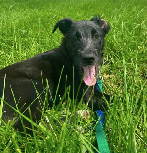 BO PEEP - Terrier available for adoption