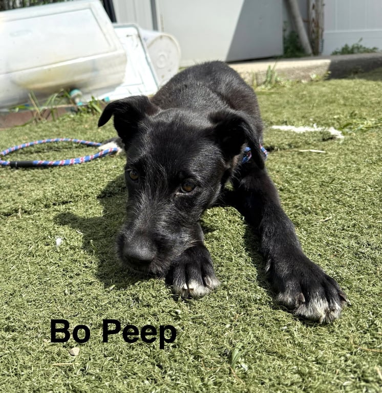 Bo Peep Image