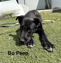 Bo Peep - Photo 1