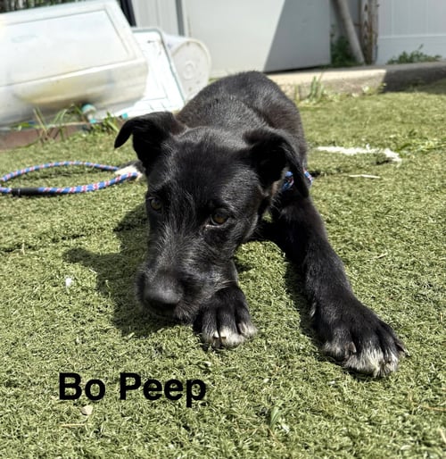 BO PEEP - Terrier available for adoption