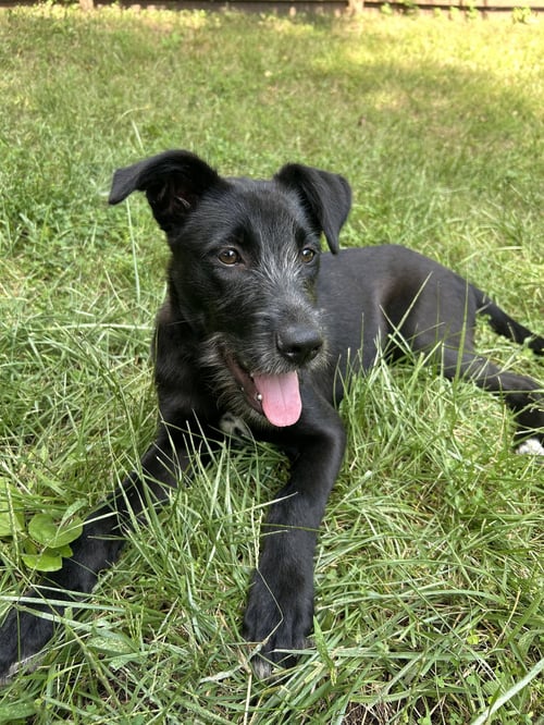 BO PEEP - Terrier available for adoption