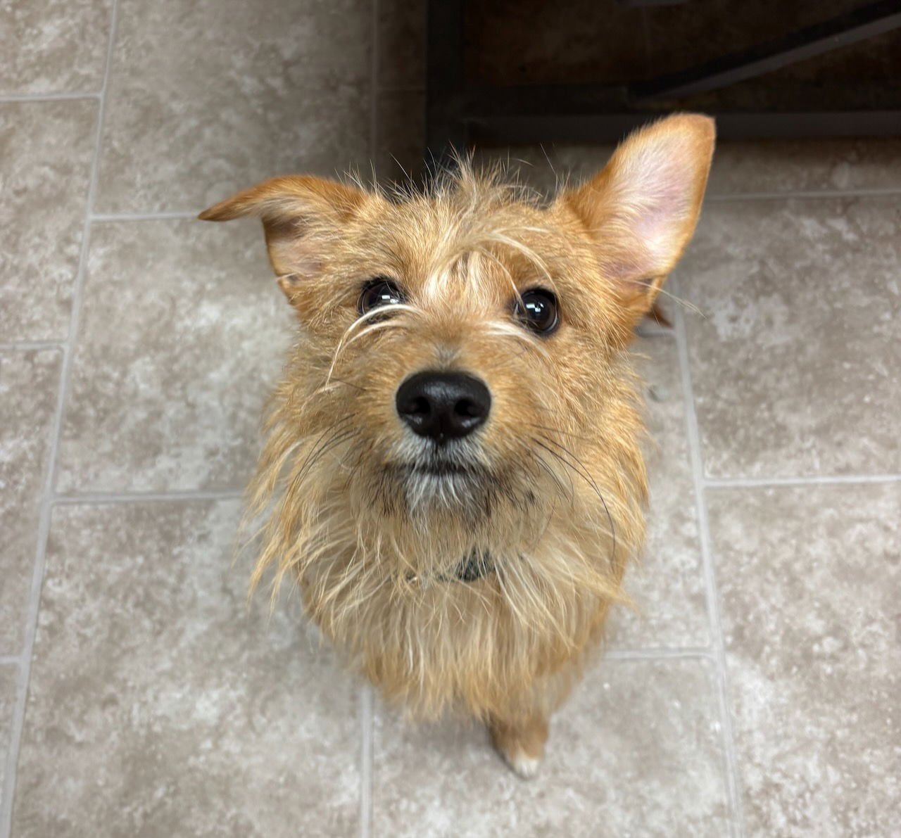 AXEL - Terrier available for adoption