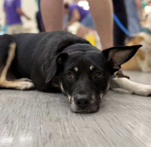 ZURI (MARLA) - Hound / Labrador Retriever available for adoption