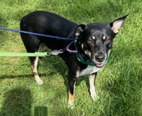 ZURI (MARLA) - Photo 4