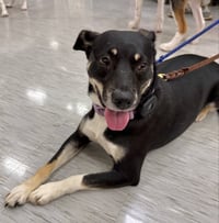 ZURI (MARLA) - Photo 1