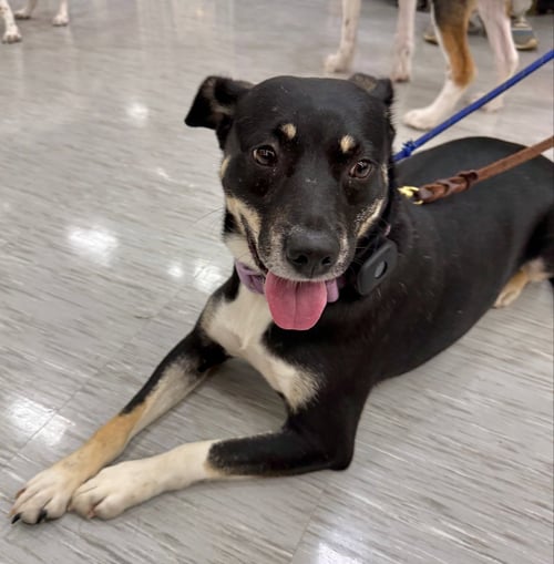 ZURI (MARLA) - Hound / Labrador Retriever available for adoption