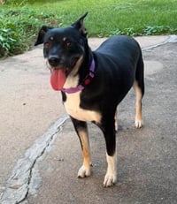 ZURI (MARLA) - Photo 3