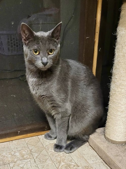 CAT - EDISON - Domestic Short Hair available for adoption