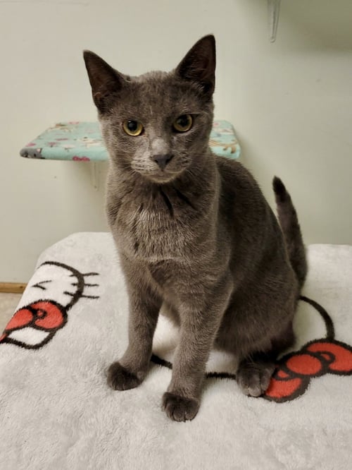 CAT - EDISON - Domestic Short Hair available for adoption