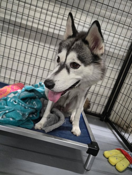 PINOT - Husky available for adoption