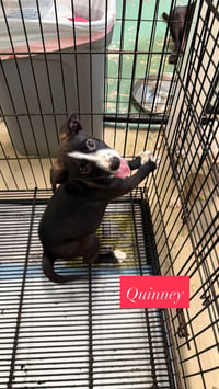 Quinney - Photo 3