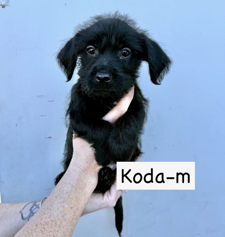 Koda Image