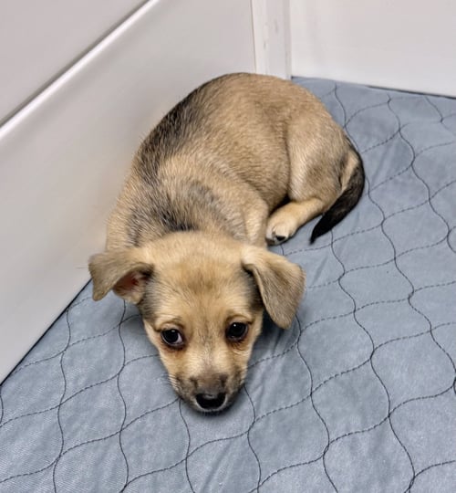 IVY - Corgi / Terrier available for adoption