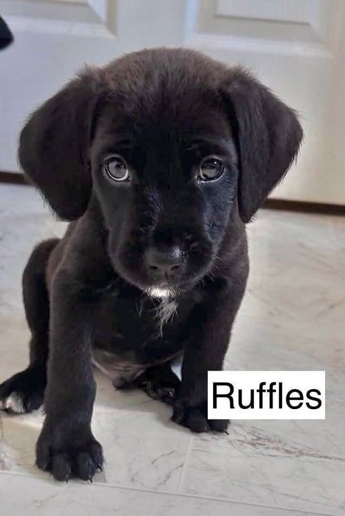 RUFFLES