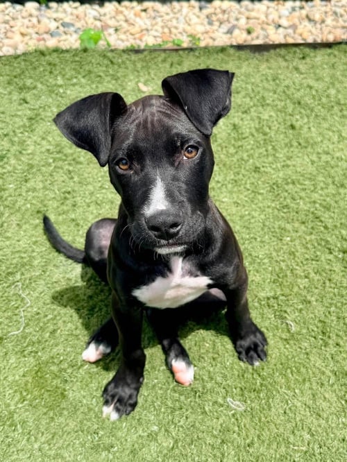 LINUS - Boxer / American Pit Bull Terrier available for adoption