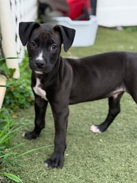 Linus - Photo 3
