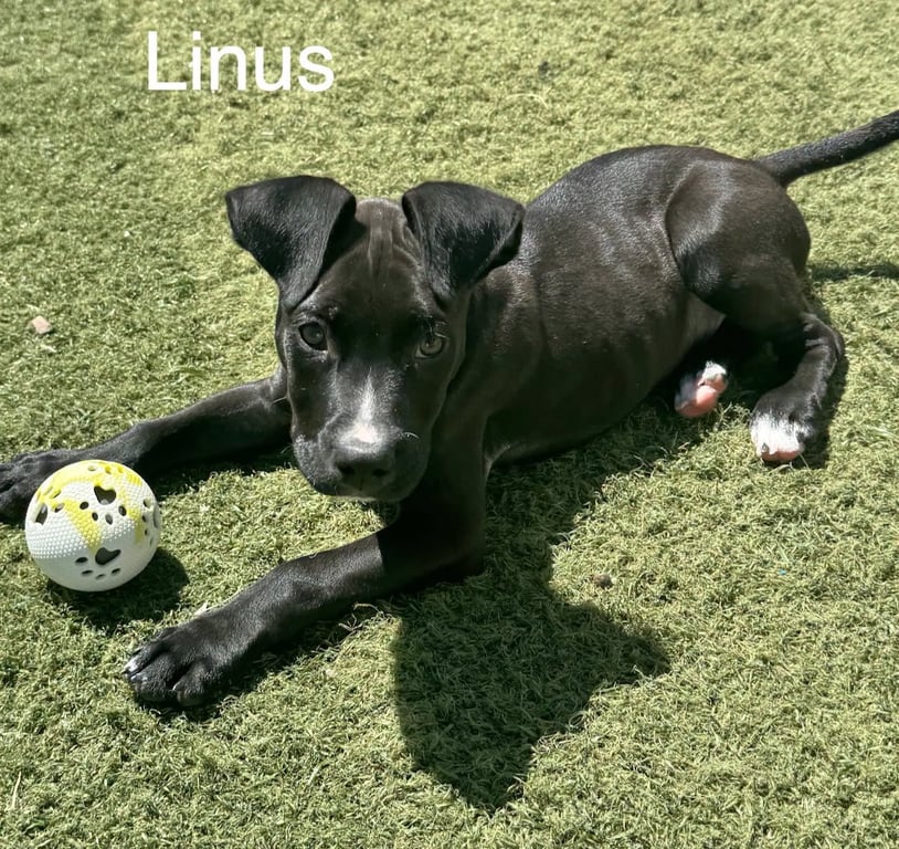 Linus Image
