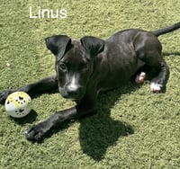 Linus - Photo 1