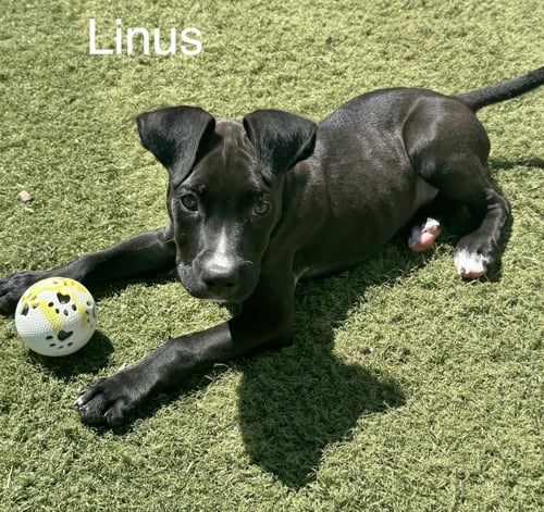 LINUS - Boxer / American Pit Bull Terrier available for adoption