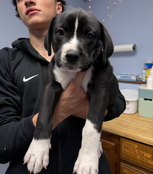 JETT - Labrador Retriever available for adoption
