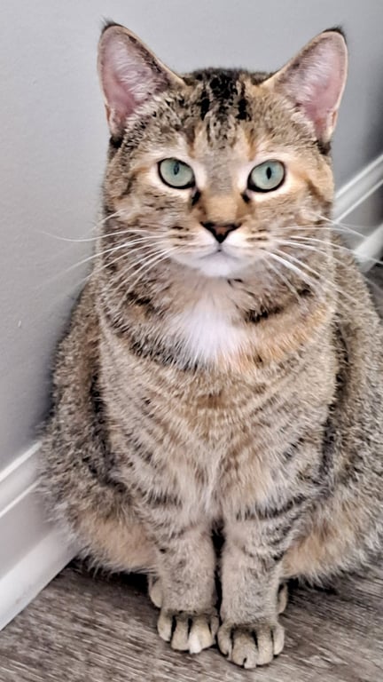 CAT - FAITH Image