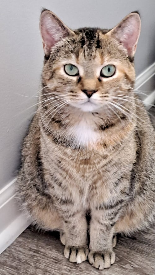 CAT - FAITH - Domestic Short Hair available for adoption