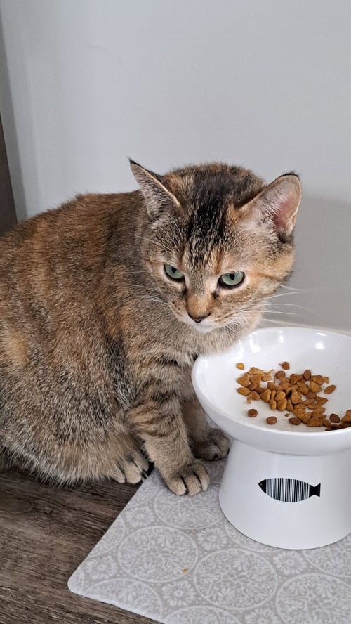 CAT - FAITH - Domestic Short Hair available for adoption